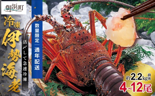 文恵丸水産の熊野灘産活〆急速冷凍伊勢海老　松4～12尾 約2.2kg前後【要日時指定配達 急速冷凍 魚介 伊勢海老 伊勢えび 海老 えび 三重県 御浜町 冷凍】