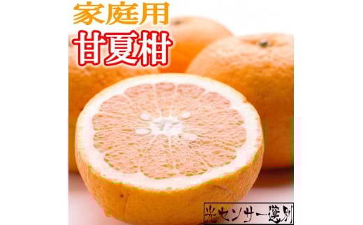 ［先行予約］家庭用 甘夏柑10kg+250g（傷み補償分）［初夏のみかん・旬の果物］［有田産］［光センサー食べ頃出荷］［わけあり・訳あり］［IKE76］ 569429 - 和歌山県九度山町