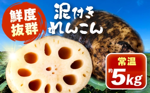 泥付きれんこん 約5kg (常温) 野菜 レンコン 愛西市 / JAあいち海部れんこんセンター 【配送不可地域：北海道・沖縄・離島】 [AEDK003]