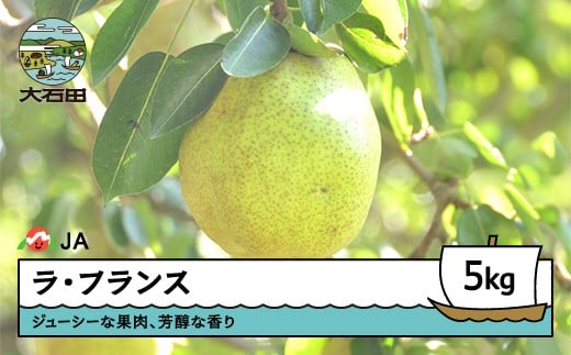 ラ・フランス 洋梨 ラフランス 秀 約5kg 2025年産 ja-laxxx5