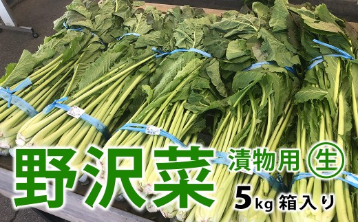 信州松本市産 漬物用「生の野沢菜」5kg｜ふるさと納税 長野県 松本市 野沢菜 野菜 漬物 信州 信州名物 野沢菜漬け 2318616 - 長野県松本市