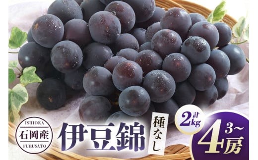 [ 2025年 先行予約 ] 伊豆錦 ( 種なし ) 2kg 石田ぶどう園 3房 〜 4房 種なし ぶどう ブドウ 国産 果物 くだもの 葡萄 種無し フルーツ 2キロ 9月 10月 発送 秋 旬 品種 茨城県産 産地直送 産直 農家直送 冷蔵 茨城県 石岡市 (A02-012)