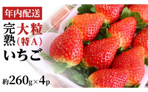 【12/17までの申込で年内にお届け！】 完熟いちご 約260g×4パック 品種おまかせ 年内お届け 国産 いちご イチゴ 苺 [BC090sa]