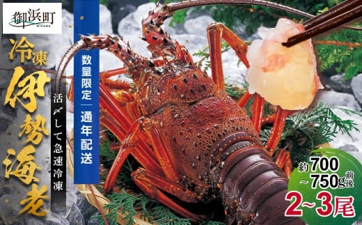 文恵丸水産の熊野灘産活〆急速冷凍伊勢海老　梅 2～3尾 約700～750g【要日時指定配達 急速冷凍 魚介 伊勢海老 伊勢えび 海老 えび 三重県 御浜町 冷凍】