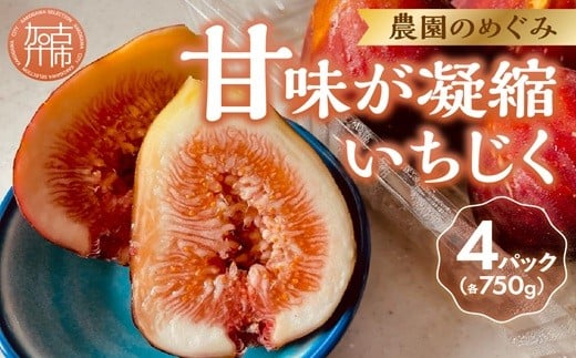期間限定【農園のめぐみ】甘味が凝縮いちじく750g×4《 数量限定 限定 果物 くだもの フルーツ いちじく 無花果 送料無料 》【2503C08202】