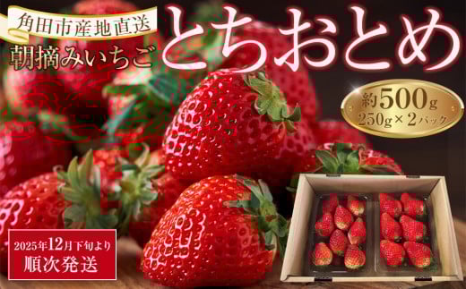 【先行予約】いちご とちおとめ 500g 