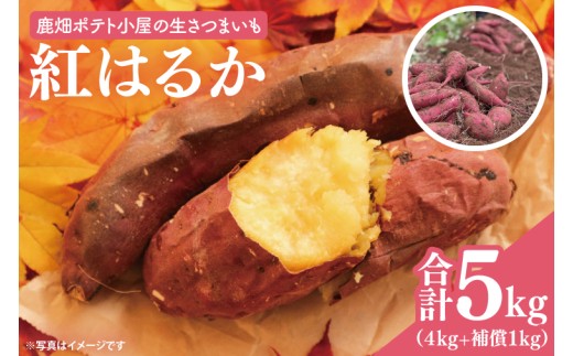 [先行予約]鹿畑ポテト小屋の生さつまいも 紅はるか 計 約5kg(4kg+約25%補償分) [鹿嶋市 減農薬 熟成 貯蔵 サツマイモ 生芋 べにはるか 送料無料 5キロ 10000円以内 1万円以内] (KBR-10)