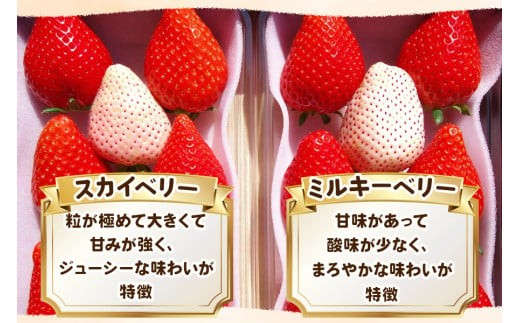 栃木県矢板市のふるさと納税 大粒スカイベリー 白いちごミルキーベリー 食べ比べセット 560g《12月中旬～2月の期間で発送》 澳原いちご農園 | いちご 苺 イチゴ フルーツ 果物 産地直送 栃木県産
