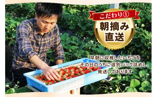 栃木県矢板市のふるさと納税 大粒スカイベリー 白いちごミルキーベリー 食べ比べセット 560g《12月中旬～2月の期間で発送》 澳原いちご農園 | いちご 苺 イチゴ フルーツ 果物 産地直送 栃木県産