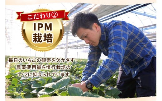 栃木県矢板市のふるさと納税 大粒スカイベリー 白いちごミルキーベリー 食べ比べセット 560g《12月中旬～2月の期間で発送》 澳原いちご農園 | いちご 苺 イチゴ フルーツ 果物 産地直送 栃木県産