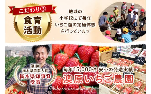 栃木県矢板市のふるさと納税 大粒スカイベリー 白いちごミルキーベリー 食べ比べセット 560g《12月中旬～2月の期間で発送》 澳原いちご農園 | いちご 苺 イチゴ フルーツ 果物 産地直送 栃木県産