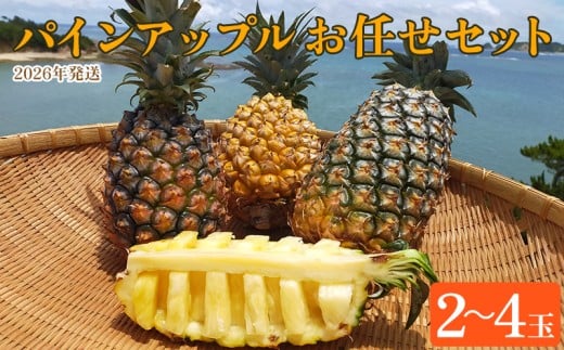 東村産パインアップルお任せセット1（2～4玉）【2026年発送】 パイン パインアップル パイナップル ボゴール ゴールドバレル ピーチパイン サンドルチェ ホワイトココ セット おまかせ 生産量日本一 国産 国産パイン ジューシー 南国 トロピカル 予約 先行予約 沖縄 東村