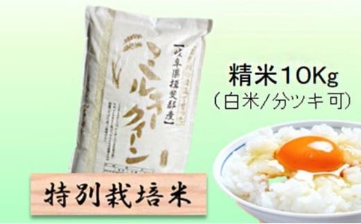 【令和7年産】特別栽培米 10kg【白米､7分ツキ】（ミルキークイーン）白米 [№5644-7099]