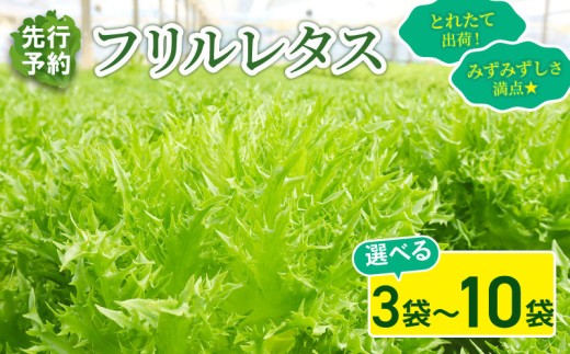 フリルレタス 3袋 / 6袋 / 10袋 セット [ 先行予約 ][11月中旬〜発送] 新鮮レタス フレッシュ レタス サラダ 野菜 やさい こだわり 産地直送 土壌栽培 新鮮 とれたて 採れたて 冷蔵 低カロリー ヘルシー レタスボウル 弁当 ダイエット 千葉県 旭市 Farm Fujinaga ffn