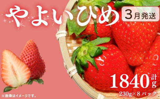 《3月発送》先行予約 訳あり いちご やよいひめ 1840g 苺 ストロベリー 果物 フルーツ ケーキ ゼリー ジュース アイス シャーベット チョコ フルーツサンド いちご大福 大福 洋菓子 和菓子 スイーツ デザート ジャム 不揃い 規格外 家庭用 甘い 人気 おすすめ お取り寄せ グルメ 徳島県 阿波市 Berry Mate Farm