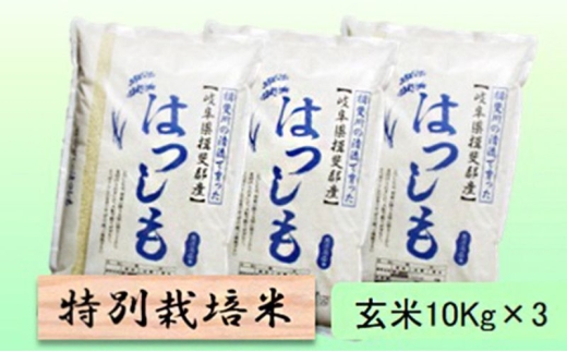 【令和7年産】特別栽培米 30kg【玄米】（ハツシモ） [№5644-1594]