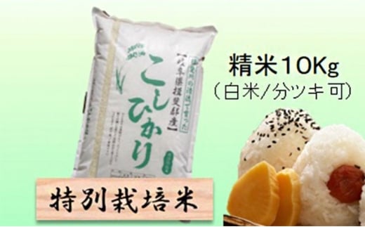 【令和7年産】特別栽培米 10kg【白米､7分ツキ】（コシヒカリ）白米 [№5644-7101]