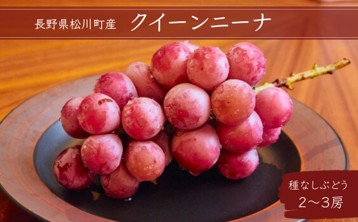 KG07-25A ぶどう クイーンニーナ  約1.3kg 贈答 / 9月15日頃から出荷予定 // 長野県 南信州 松川町 種なし 産地直送 農家直送 贈答 新鮮 希少 新品種 赤ぶどう ブドウ 葡萄 ぶどう 高級ぶどう クイーンニーナ 果物 フルーツ 404647 - 長野県松川町