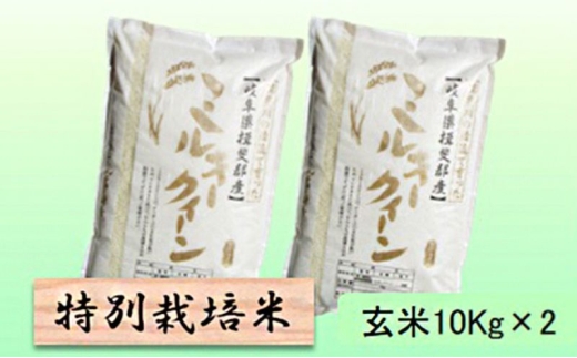 【令和7年産】特別栽培米 20kg【玄米】（ミルキークイーン） [№5644-1580]