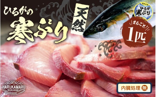 【先行予約】天然 寒ぶり 1本 (約8～9kg) 若狭湾 ひるがの寒ぶり (内臓処理なし)【2025年12月中旬以降順次発送予定】【ブランド お歳暮 贈答 ギフト プレゼント 寒ブリ ぶり ブリ 鰤 鮮魚 新鮮 生食 刺身 海鮮丼 ブリしゃぶ 日向 産地直送 冬の味覚 海鮮 冷蔵】 [m36-h003_01]