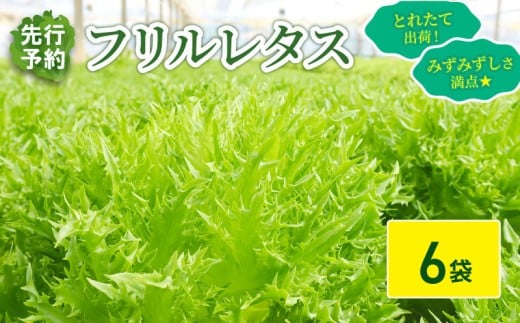 フリルレタス 6袋 セット 【 先行予約 】【11月中旬～発送】 新鮮レタス フレッシュ レタス サラダ 野菜 やさい こだわり 産地直送 土壌栽培 新鮮 とれたて 採れたて 冷蔵 低カロリー ヘルシー レタスボウル 健康 弁当 食卓 ダイエット 千葉県 旭市 Farm Fujinaga ffn002 2118148 - 千葉県旭市