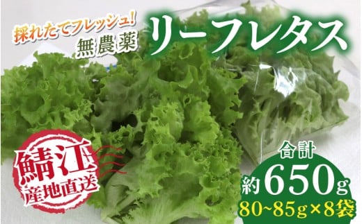 採れたてフレッシュな無農薬リーフレタス  8個入り  [A-14603]  / レタス 野菜 サラダ 生野菜 無農薬 水耕栽培 洗わない 料理 ランチ ご飯 福井県鯖江市 2273053 - 福井県鯖江市