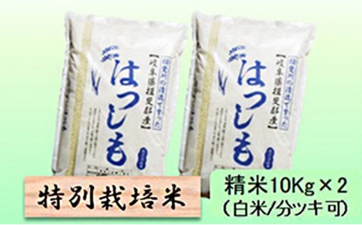 【令和7年産】特別栽培米 20kg【白米､7分ツキ】（ハツシモ）白米 [№5644-7113]