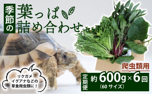 【爬虫類用】【定期便6回】 季節の葉っぱ詰め合わせ セット 約 600g 60サイズ ( 定期便 6カ月 草食 雑食 爬虫類 動物 ペットフード ペット リクガメ カメ イグアナ ごはん ご飯 おやつ 野菜 葉 葉野菜 旬 栄養 安心 新鮮 きよしファーム 南丹市 京都府 京都 )