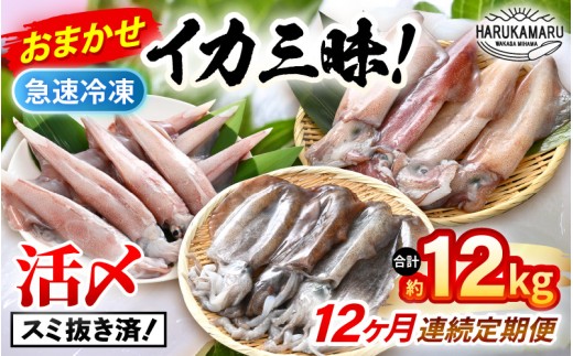 おまかせ定期便 《12ヶ月連続お届け》 計約12kg イカ 三昧！ その時期の一番良いイカをお届けします 急速冷凍 活〆 刺身 ヤリイカ ケンサキイカ アオリイカ 【入手困難 いか 烏賊 若狭湾 地物 海産物 新鮮 魚介 海鮮 イカ丼 いか丼 焼きイカ 焼きいか 真空パック】 [m36-o001]