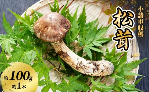 小諸市収穫 松茸 約100g（約1本） 野菜 きのこ まつたけ マツタケ 山菜 国産[№5915-1631]