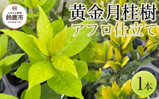 黄金月桂樹 アフロ仕立て 2248933 - 三重県鈴鹿市