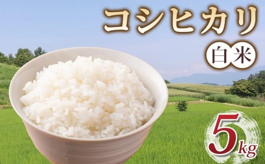 コシヒカリ 白米 5kg 令和7年産 長野県東御市産｜長野県東御市産　※2025年10月下旬以降順次発送