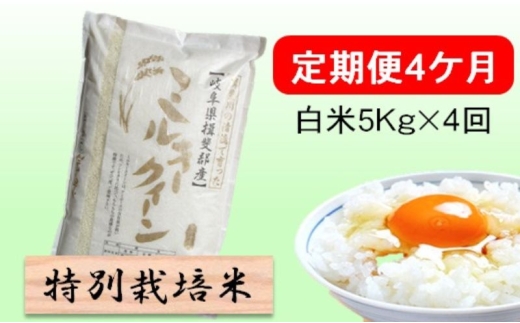定期便4カ月【令和7年産】特別栽培米5kg【白米】(ミルキークイーン) 米 お米 白米 コメ ご飯 定期 岐阜県 池田町 [№5644-1595]