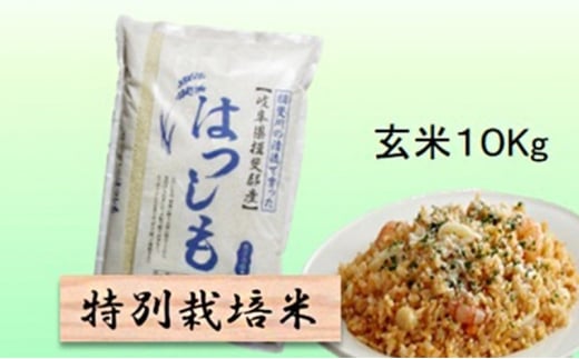 【令和7年産】特別栽培米 10kg【玄米】（ハツシモ） [№5644-1578]
