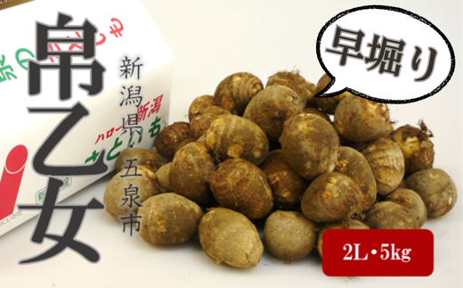 【本州限定・限定30ケース】とろける食感の早掘り里芋「帛乙女（きぬおとめ）」〈秀品〉 五泉ブランド野菜 里芋 サトイモ 贈答用 新潟県 五泉市 五泉市園芸組織連絡協議会 [2025年9月中に順次発送]