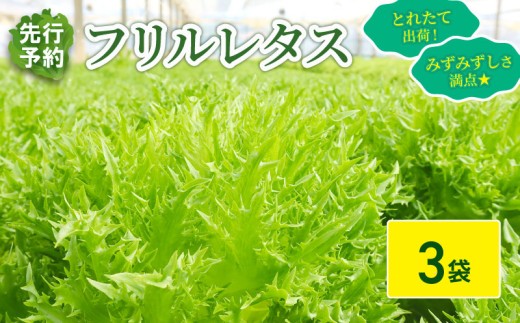 フリルレタス 3袋 セット [ 先行予約 ][11月中旬〜発送] 新鮮レタス フレッシュ レタス サラダ 野菜 やさい こだわり 産地直送 土壌栽培 新鮮 とれたて 採れたて 冷蔵 低カロリー ヘルシー レタスボウル 健康 弁当 食卓 ダイエット 千葉県 旭市 Farm Fujinaga