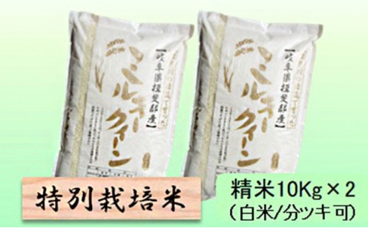 【令和7年産】特別栽培米 20kg【白米､7分ツキ】（ミルキークイーン）7分ツキ [№5644-7108]