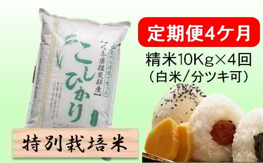 定期便4カ月【令和7年産】特別栽培米10kg（白米/7分/5分ツキ可）【白米】(コシヒカリ) 米 お米 白米 コメ ご飯 定期 岐阜県 池田町 [№5644-1600]