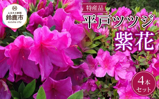 特産品 ヒラトツツジ紫花 4本セット 2248929 - 三重県鈴鹿市