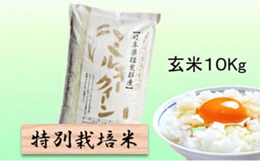 【令和7年産】特別栽培米 10kg【玄米】（ミルキークイーン） [№5644-1572]