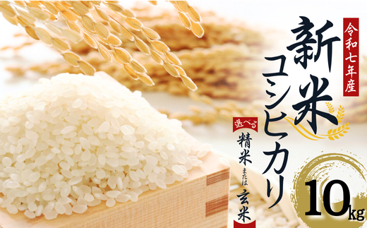 【令和７年産】　水野農園の加須市北川辺産　コシヒカリ　10㎏　《選べる！精米or玄米》｜お米　新米　米　令和７年　こしひかり 2248375 - 埼玉県加須市