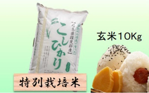 【令和7年産】特別栽培米 10kg【玄米】（コシヒカリ） [№5644-1574]