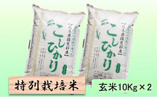 【令和7年産】特別栽培米 20kg【玄米】（コシヒカリ） [№5644-1582]
