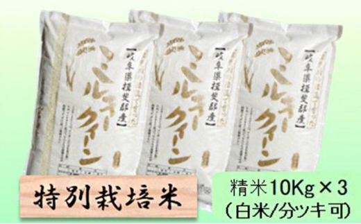 【令和7年産】特別栽培米 30kg【白米､7分ツキ】（ミルキークイーン）白米 [№5644-7115]