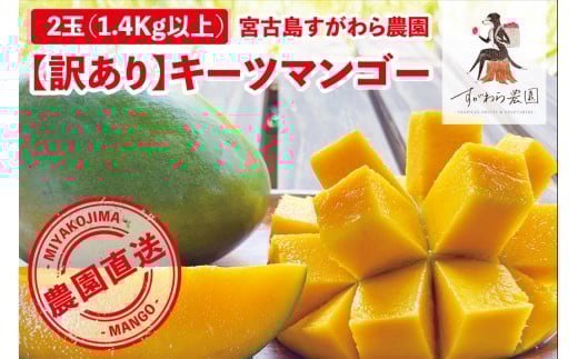 《2025年発送》宮古島すがわら農園 【訳あり】 キーツマンゴー ２玉（FR010）