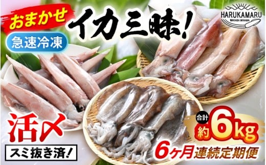 おまかせ定期便 《6ヶ月連続お届け》 計約6kg イカ 三昧！ その時期の一番良いイカをお届けします 急速冷凍 活〆 刺身 ヤリイカ ケンサキイカ アオリイカ 【入手困難 いか 烏賊 若狭湾 地物 海産物 新鮮 魚介 海鮮 イカ丼 いか丼 焼きイカ 焼きいか 真空パック】 [m36-l002]