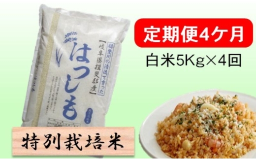 定期便4カ月【令和7年産】特別栽培米5kg【白米】(ハツシモ) 米 お米 白米 コメ ご飯 定期 岐阜県 池田町 [№5644-1598]