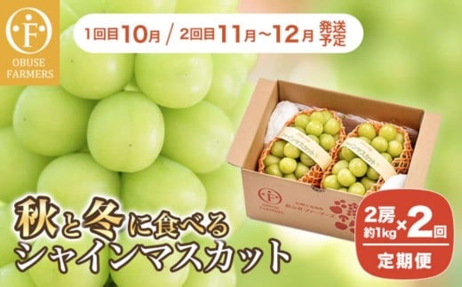 【2回定期便】秋と冬に食べるシャインマスカット 2房（約1kg）× 2回［おぶせファーマーズ］ 果物 フルーツ ぶどう 葡萄 数量限定 長野 信州 令和7年産 【2025年10月〜12月発送予定】 [F-67]