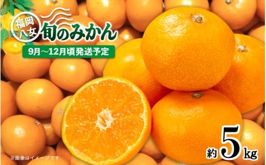 【先行受付】九州・福岡フルーツ王国八女　産地直送！旬のみかん　約5kg【2025年9月～12月頃発送】＜配送不可：北海道・沖縄・離島＞ みかん 旬 極早生 早生 レギュラー No.1 産地直送 福岡県 八女市