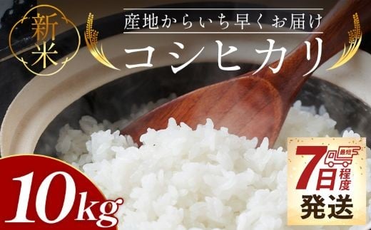 コシヒカリ 10kg 新米 先行予約 - 新米 お米 おこめ 国産 米 精米 ひのひかり ごはん 白米 ご飯 おにぎり おむすび 料理 調理 防災 非常食 備蓄 高知県 香南市 常温 at-0043
